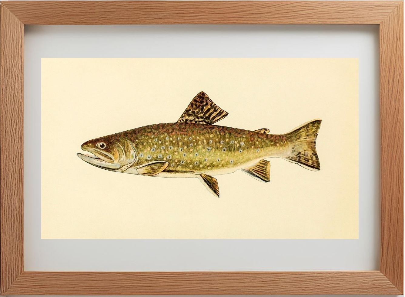 The Brook Trout (Adult Male) Salvelinus-Fontinalis (early spring coloration)