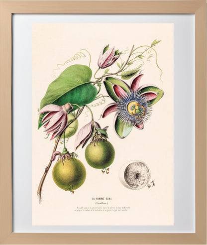 La Pomme Bibi (Passiflora)