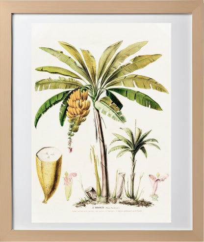 Le Bananier (Musa Paradisica)