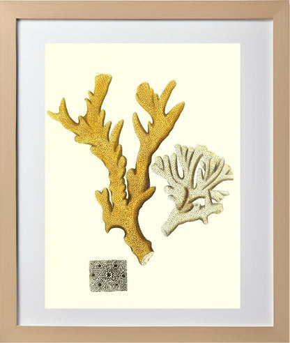 Millepora compresfa