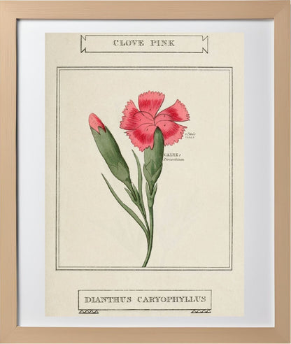 Clove Pink