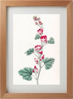 Mr. Munro's Mallow