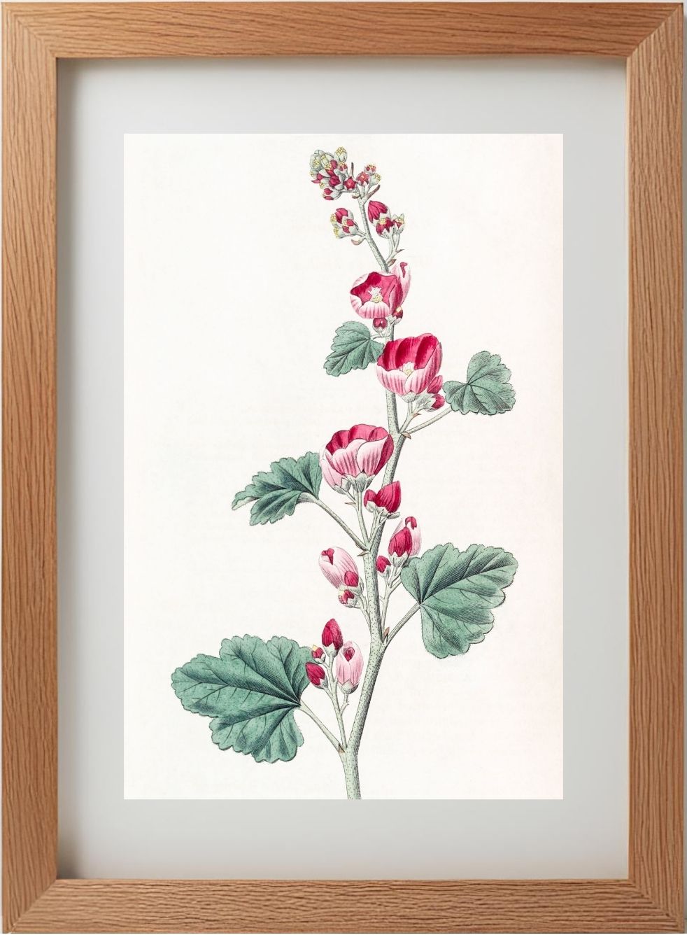 Mr. Munro's Mallow