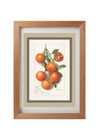 Oranges Calamondrian