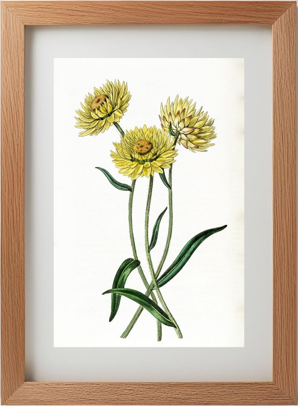 Two-coloured Elichrysum