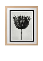 Centaurea Ruthenica (Star Thistle)