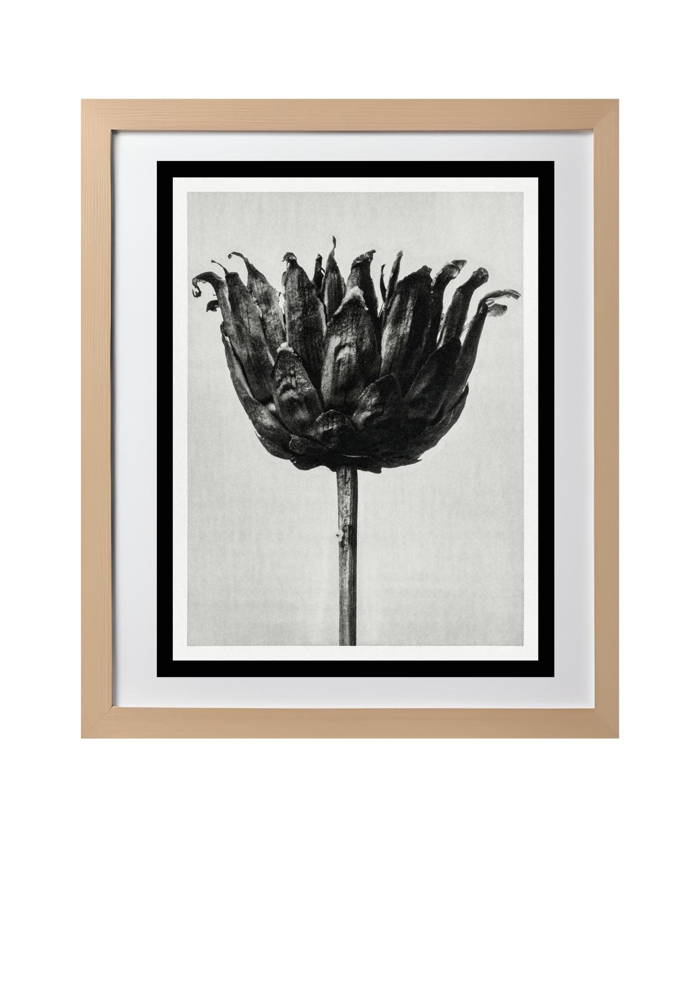 Centaurea Ruthenica (Star Thistle)