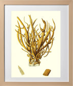 Spongia alcicornis