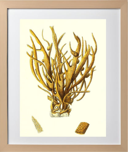 Spongia alcicornis
