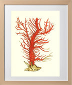 Gorgonia palma