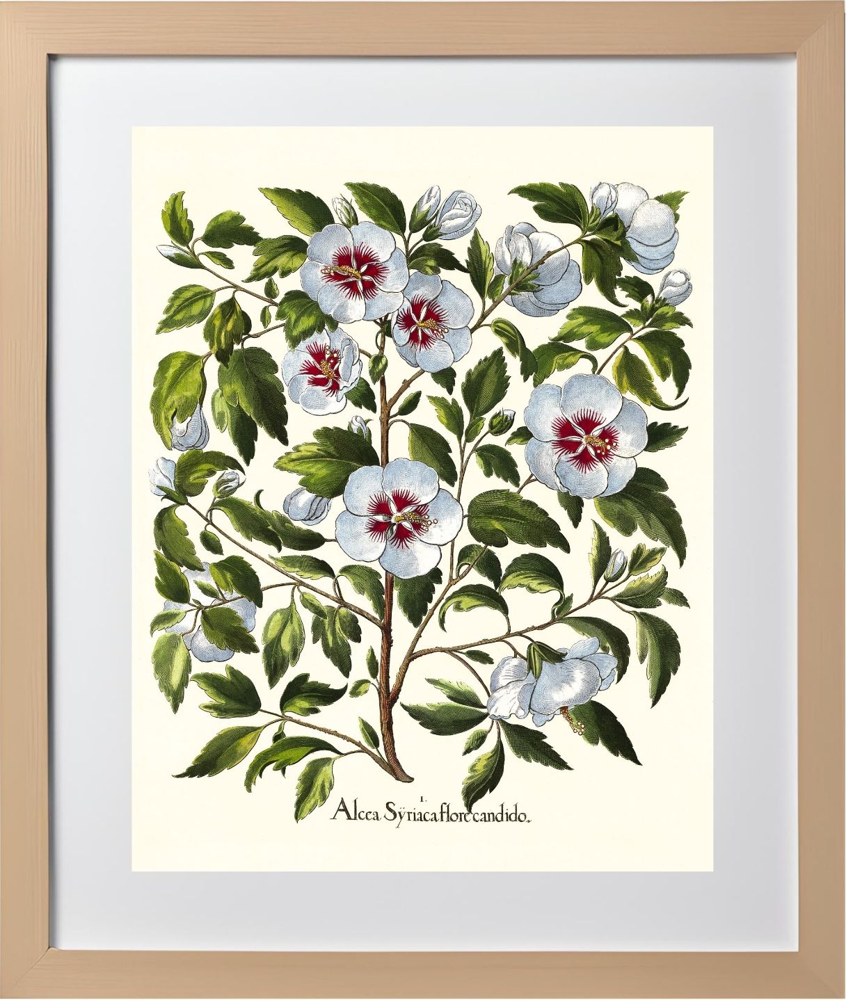 White rose of Sharon