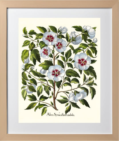 White rose of Sharon