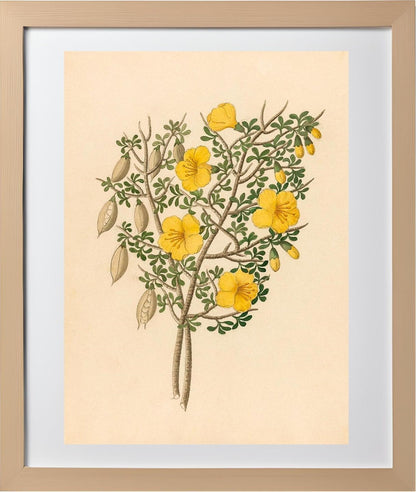 Bignoniae Nova Specie (Rhigozum Obovatum)