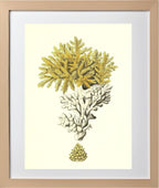 Madrepora muricata 2
