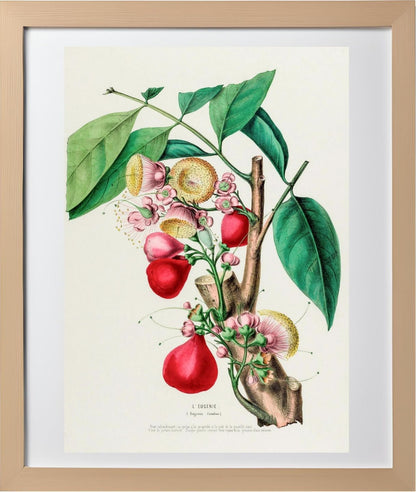 L'Eugenie (Eugenia Jambos)