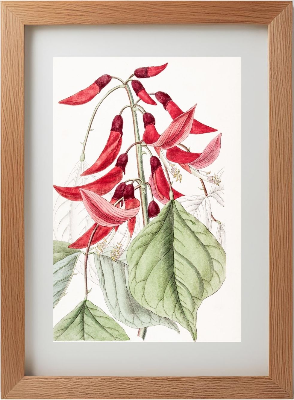 Mr. Bidwill's Erythrina