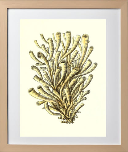 Madrepora anthophyllites