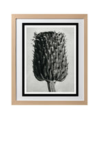 Cirsium Canum (Thistle) Flower Head