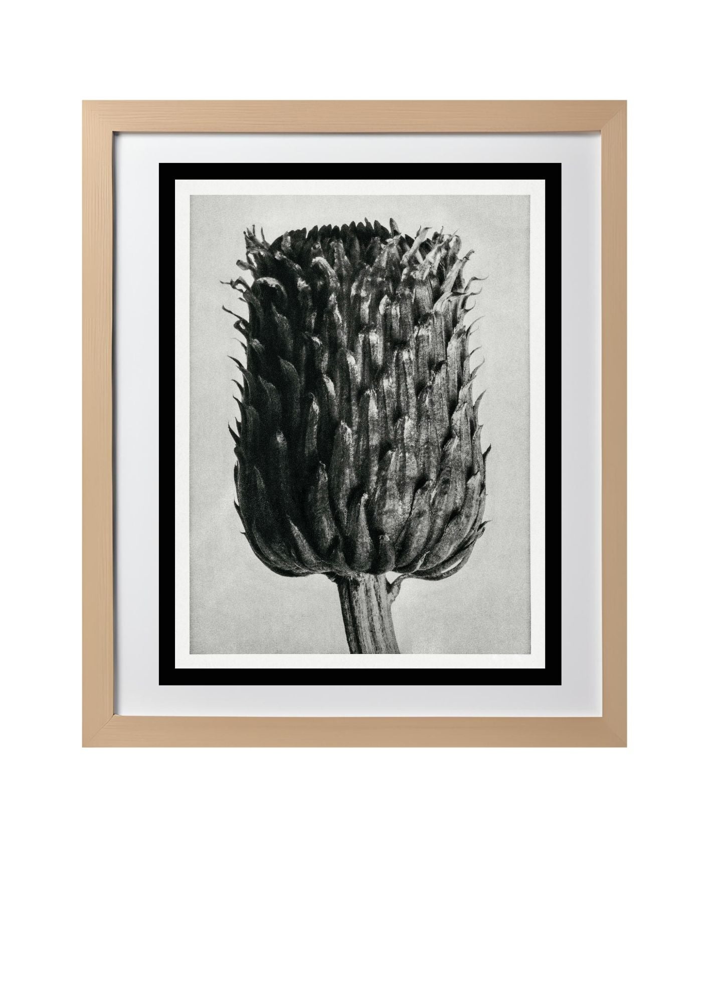 Cirsium Canum (Thistle) Flower Head