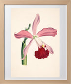 Laelia Elegans