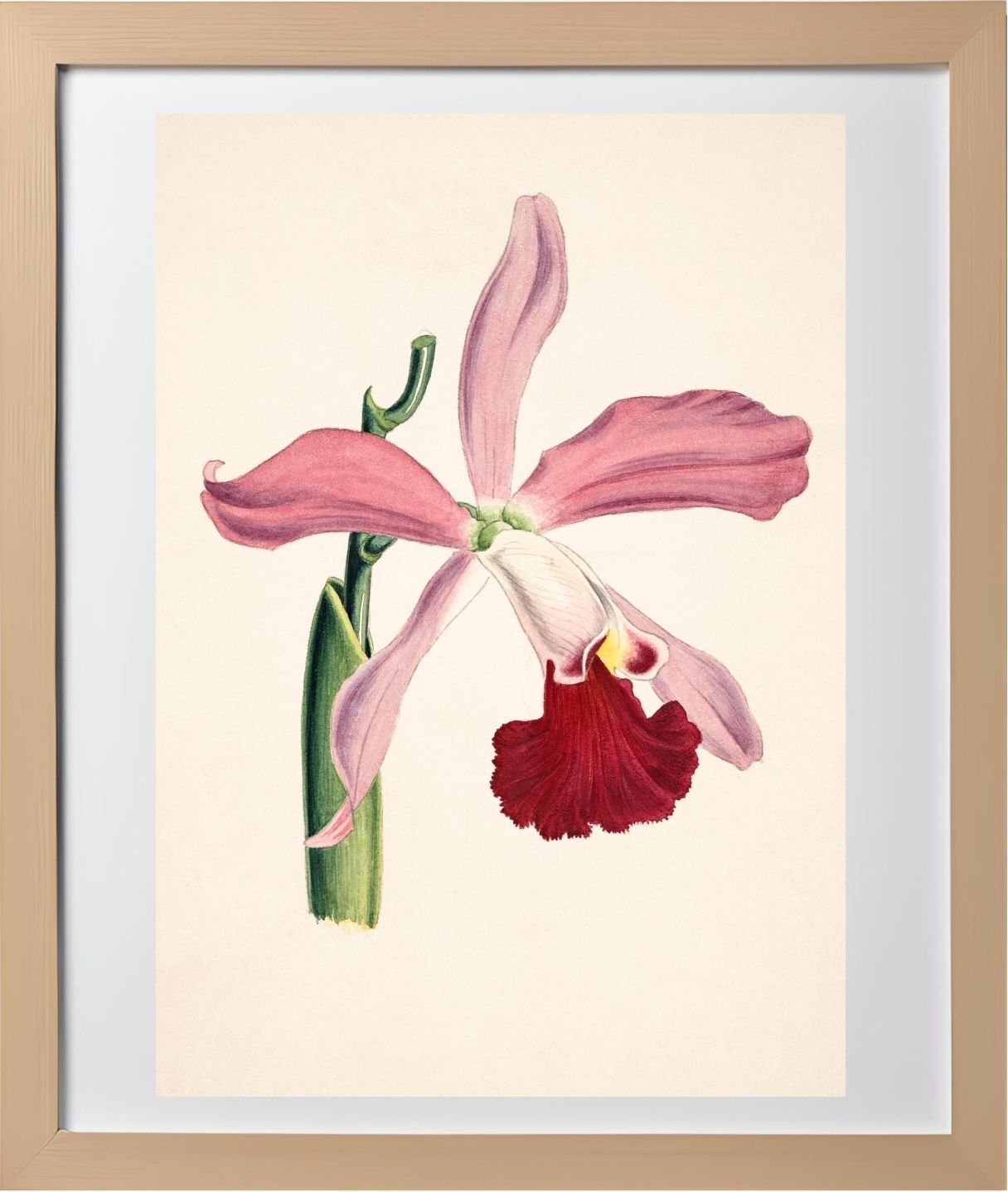 Laelia Elegans