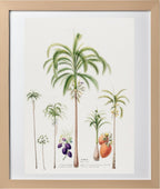 Palmier (Palma Areca)