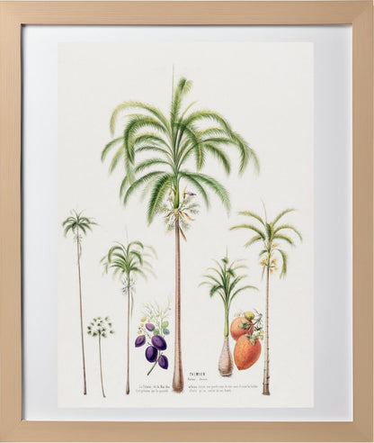 Palmier (Palma Areca)