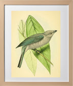 Blue-Grey Tanager