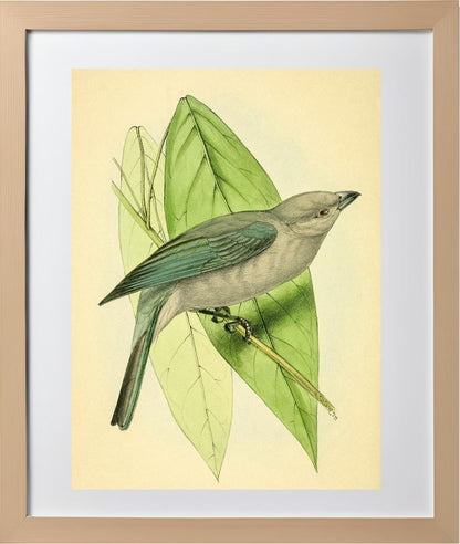 Blue-Grey Tanager