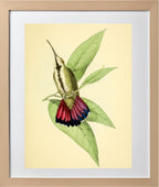 Mango Hummingbird Female