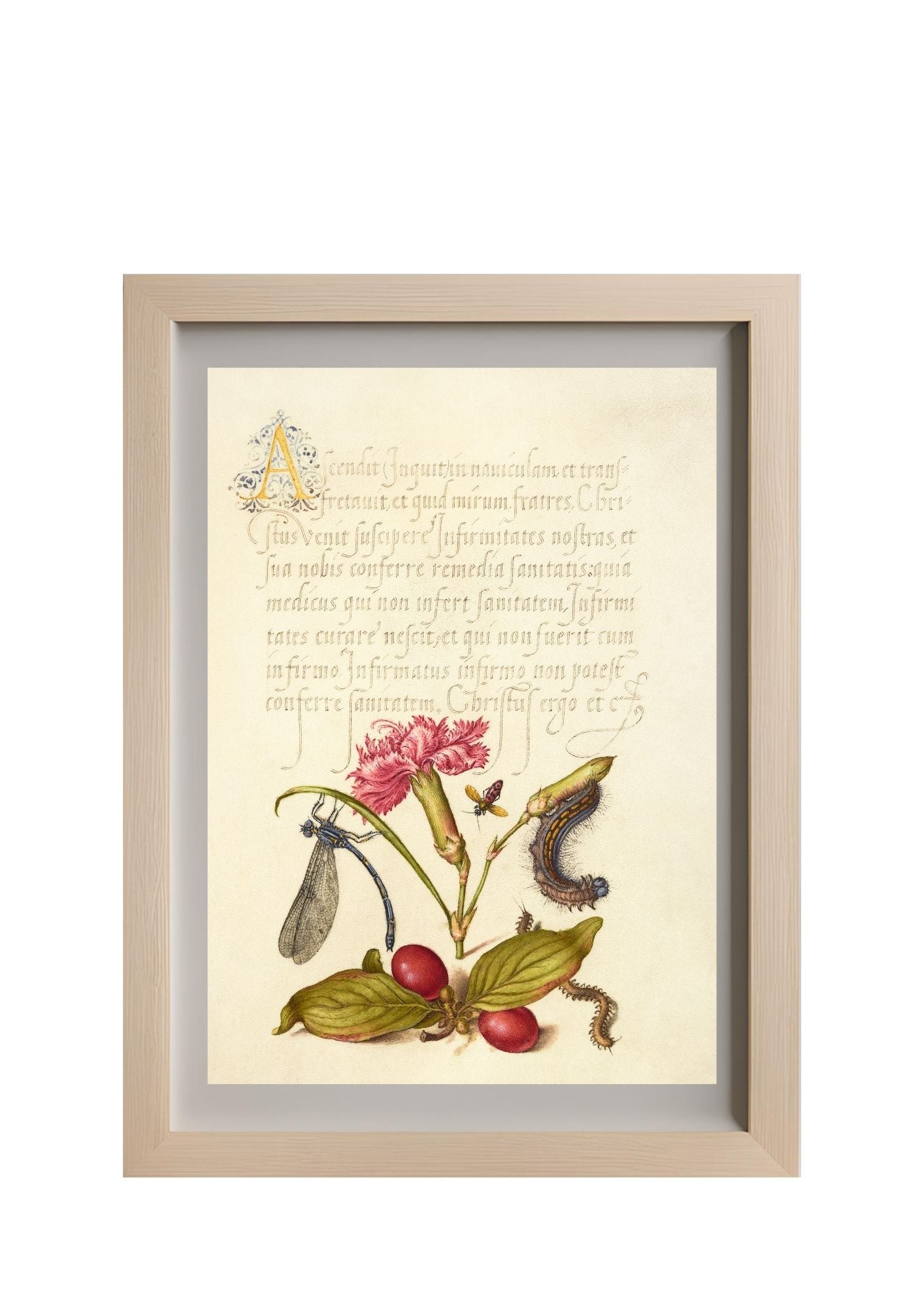Damselfly, Carnation, Firebug, Caterpillar, Carnelian Cherry, and Centipede