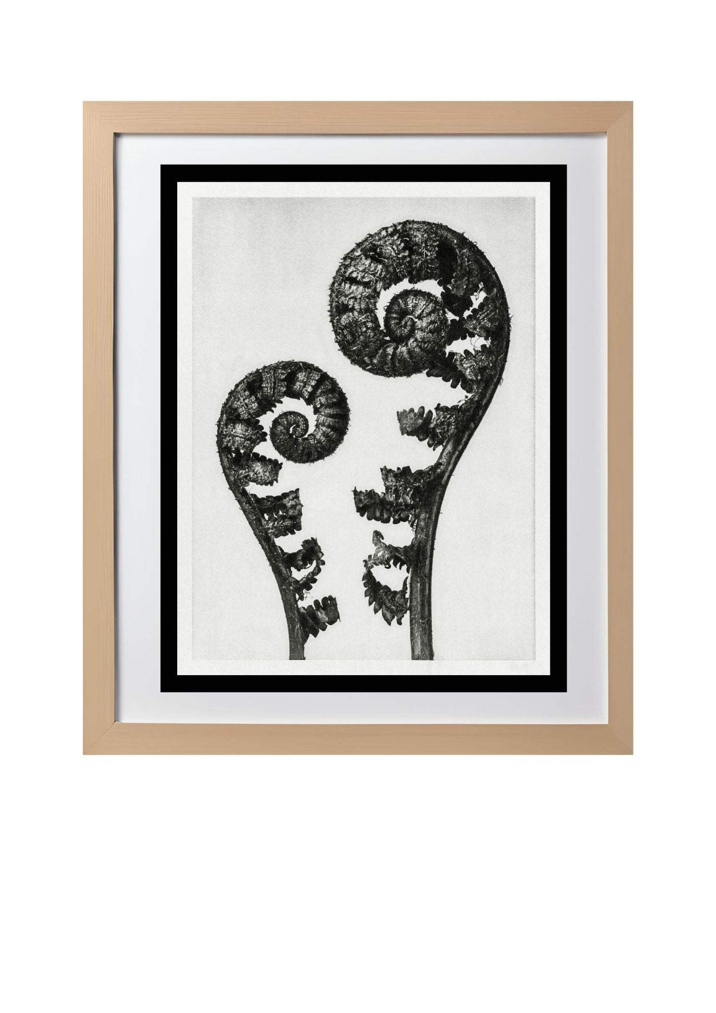 Aspidium Filix Mas (Shield Fern Fronds)