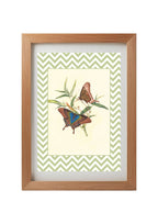 Papilio Peranthus