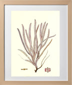 Gorgonia anceps
