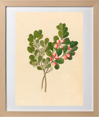 Rhamnus (Cassine Aethiopica)
