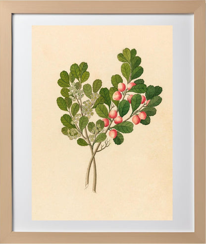 Rhamnus (Cassine Aethiopica)