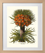 Multiflorous crown-imperial fritillary