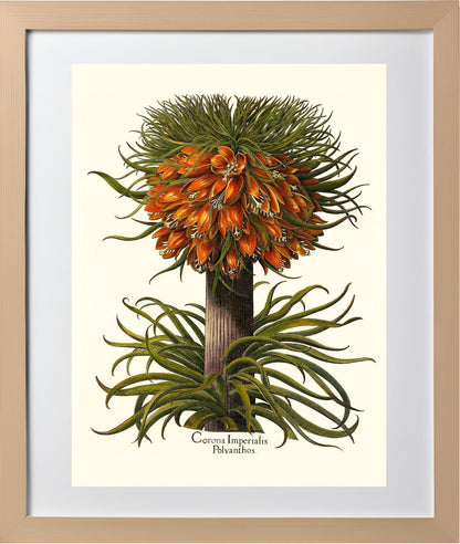 Multiflorous crown-imperial fritillary