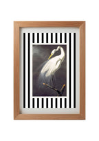 Great White Egret