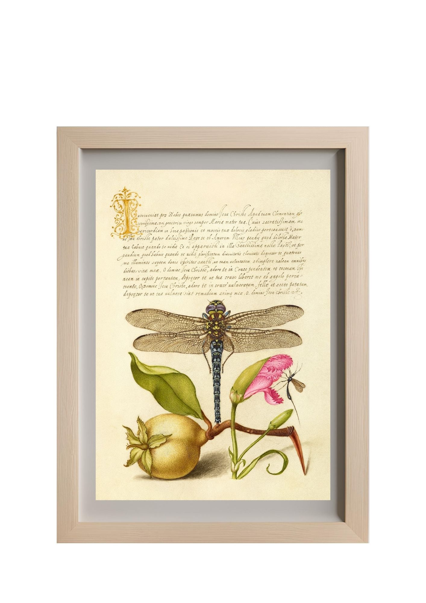 Dragonfly, Pear, Carnation, and Insect