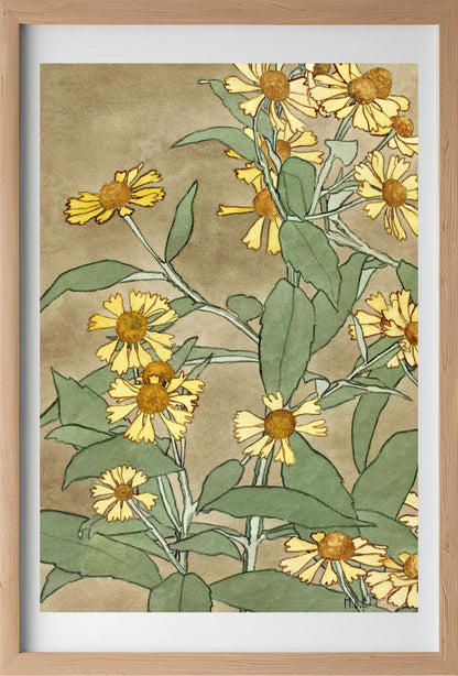 Daisies with Orange Centre and Yellow Petals