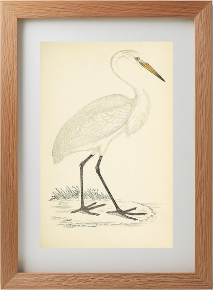Great White Heron