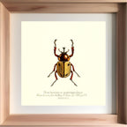 Brachysiderus Quadrimaculatus