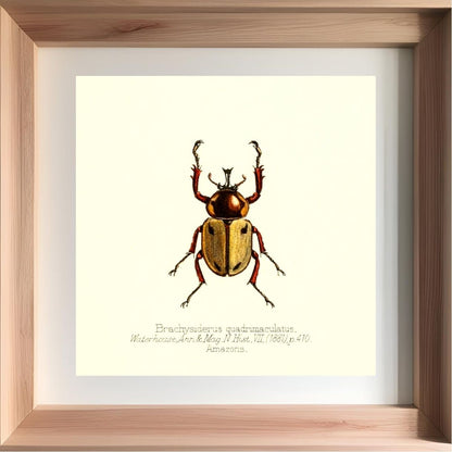 Brachysiderus Quadrimaculatus