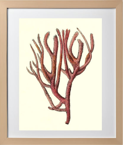 Spongia rubicunda