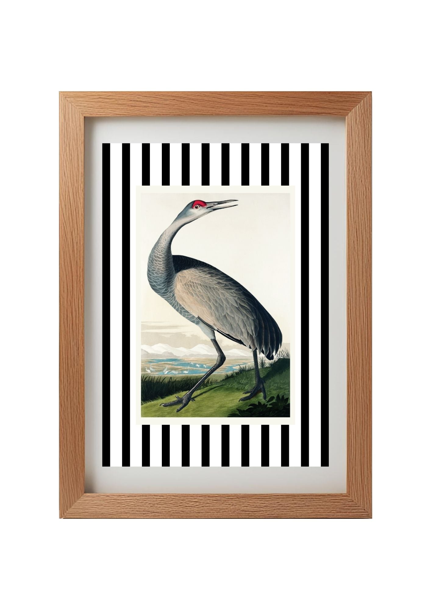 Hooping Crane