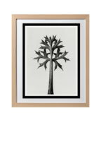 Eryngium Bourgatii (Mediterranean Sea Holly)