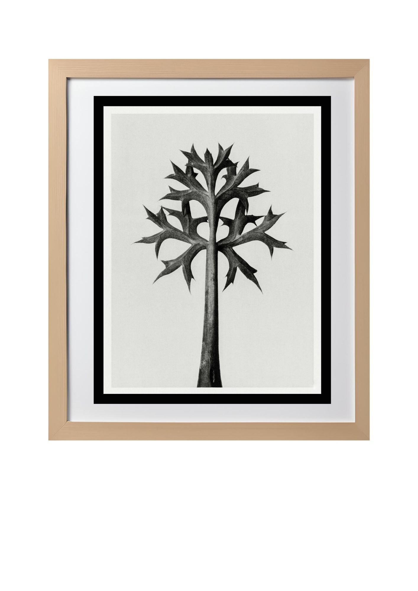 Eryngium Bourgatii (Mediterranean Sea Holly)