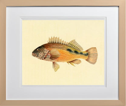 Gerranus Tankervillae