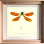 Euthore Mirabilis (male)